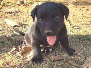 Cachorro raça Sem Raça Definida  idade Abaixo de 2 meses nome Ainda sem nome