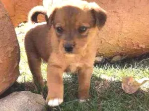 Cachorro raça Sem Raça Definida  idade Abaixo de 2 meses nome Ainda sem nome