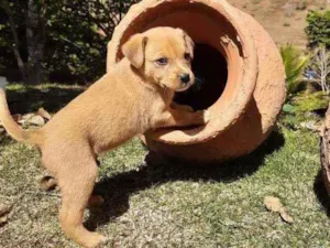 Cachorro raça Sem Raça Definida  idade Abaixo de 2 meses nome Ainda sem nome