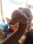 Cães 