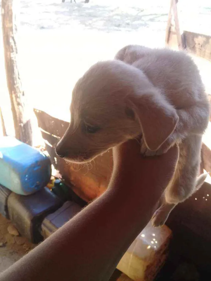 Cachorro raça Vira lata com boxer idade 2 a 6 meses nome Cães 