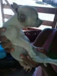 Cães 