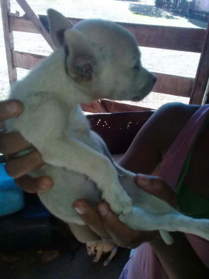 Cachorro raça Vira lata com boxer idade 2 a 6 meses nome Cães 