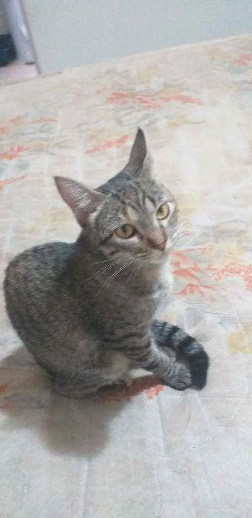 Gato ra a Não definida idade 2 anos nome Duda É Jojo