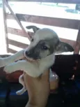 Cães 