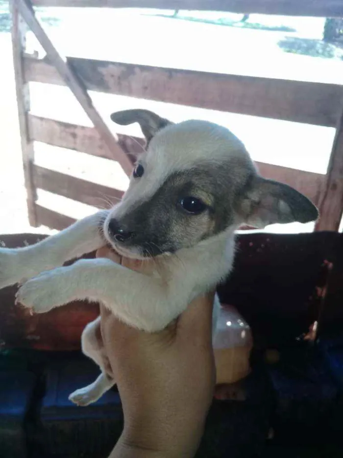 Cachorro raça Vira lata com boxer  idade 2 a 6 meses nome Cães 