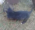 Cães 