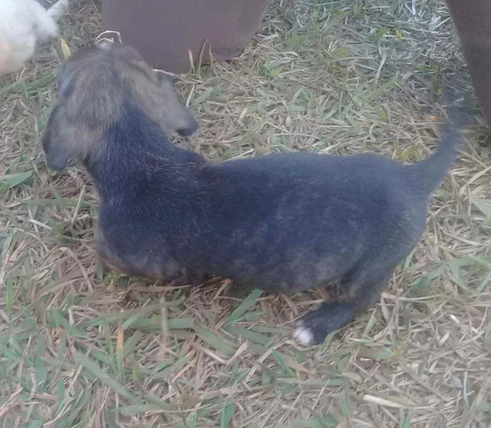 Cachorro raça Vira lata com boxer  idade 2 a 6 meses nome Cães 