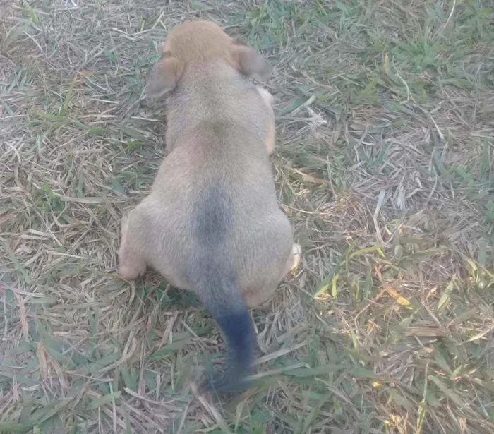 Cachorro raça Vira lata com boxer  idade 2 a 6 meses nome Cães 
