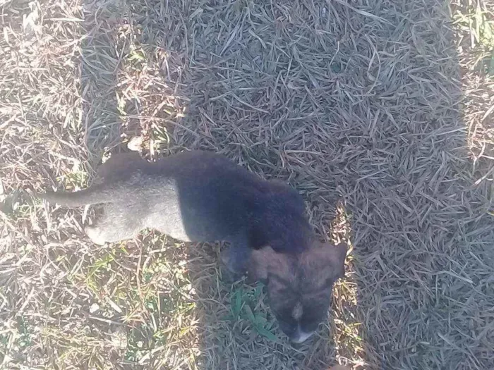 Cachorro raça Vira lata com boxer  idade 2 a 6 meses nome Cães 