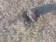 Cães 