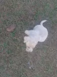 Cães 