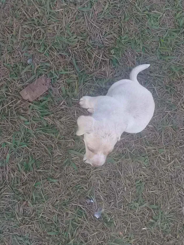 Cachorro raça Vira lata com boxer  idade 2 a 6 meses nome Cães 