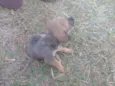 Cães 