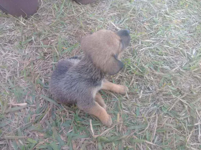 Cachorro raça Vira lata com boxer  idade 2 a 6 meses nome Cães 