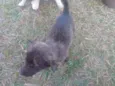 Cães 