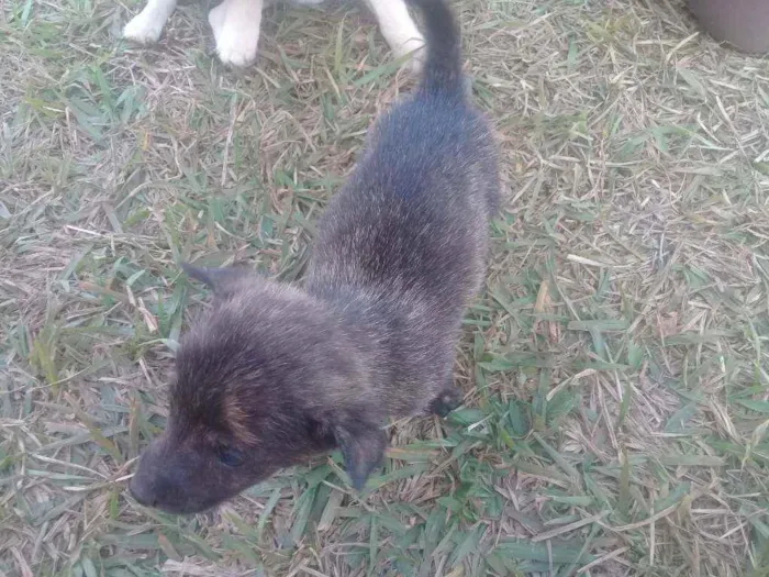 Cachorro raça Vira lata com boxer  idade 2 a 6 meses nome Cães 