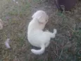 Cães 