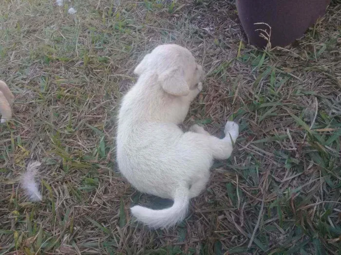 Cachorro raça Vira lata com boxer  idade 2 a 6 meses nome Cães 