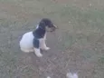 Cães 