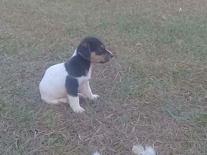 Cachorro raça Vira lata com boxer  idade 2 a 6 meses nome Cães 