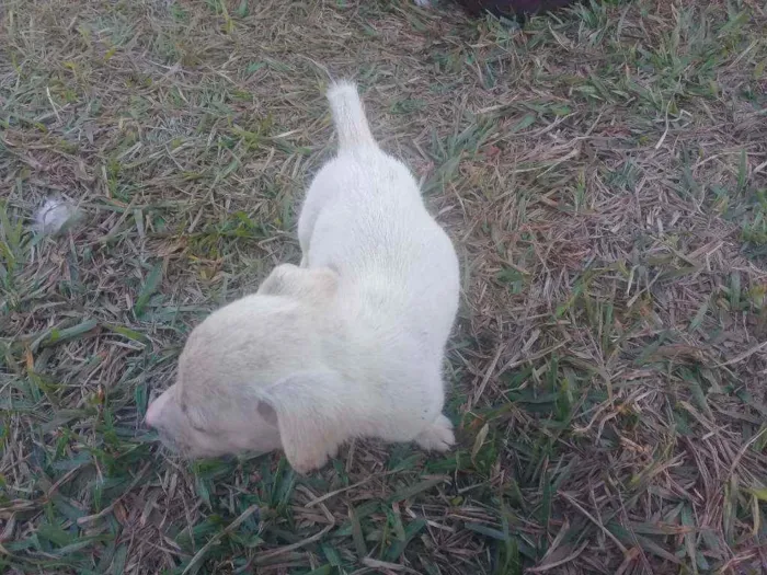 Cachorro raça Vira lata com boxer  idade 2 a 6 meses nome Cães 