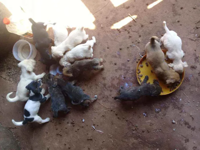 Cachorro raça Vira lata com boxer  idade 2 a 6 meses nome Cães 