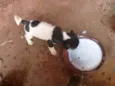 Cães 