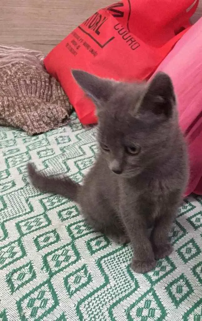 Gato ra a SRD idade 2 a 6 meses nome Penélope e Charmosa 