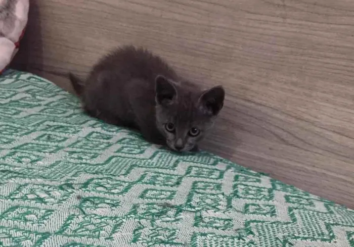 Gato ra a SRD idade 2 a 6 meses nome Penélope e Charmosa 