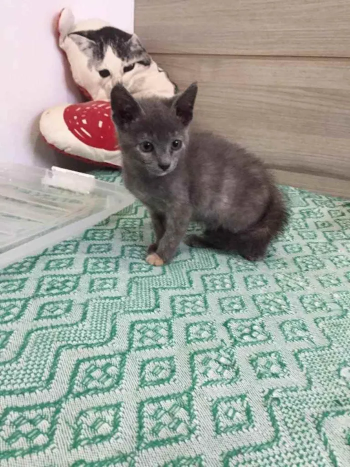 Gato ra a SRD idade 2 a 6 meses nome Penélope e Charmosa 
