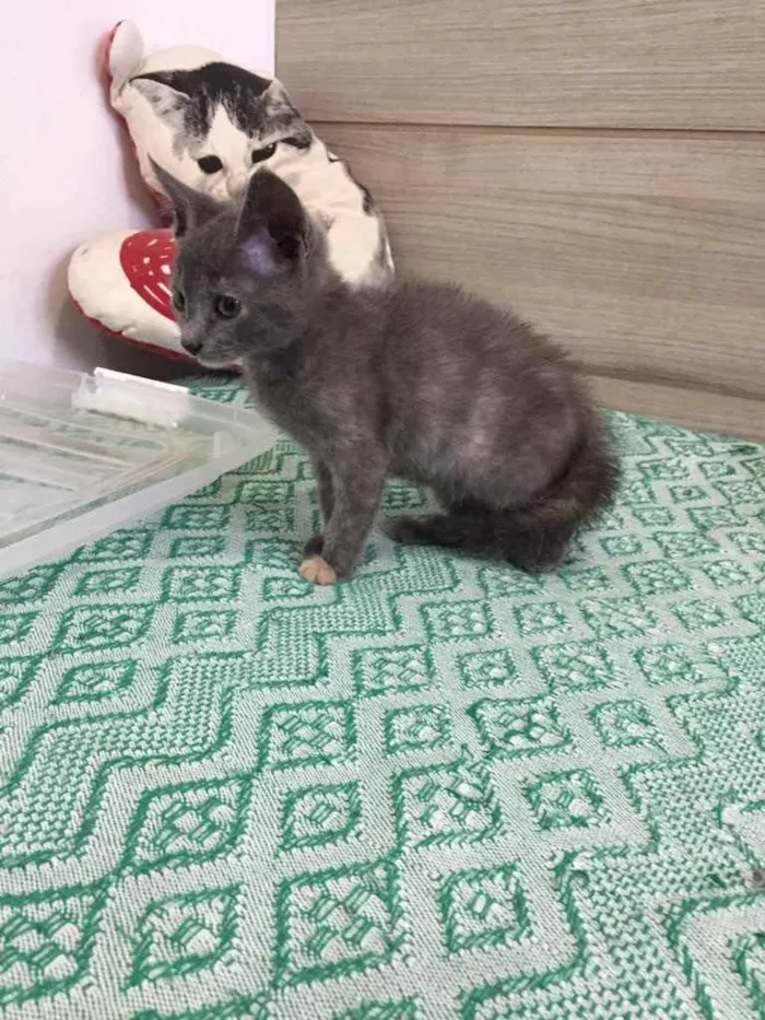 Gato ra a SRD idade 2 a 6 meses nome Penélope e Charmosa 