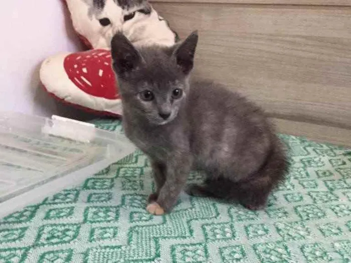 Gato ra a SRD idade 2 a 6 meses nome Penélope e Charmosa 