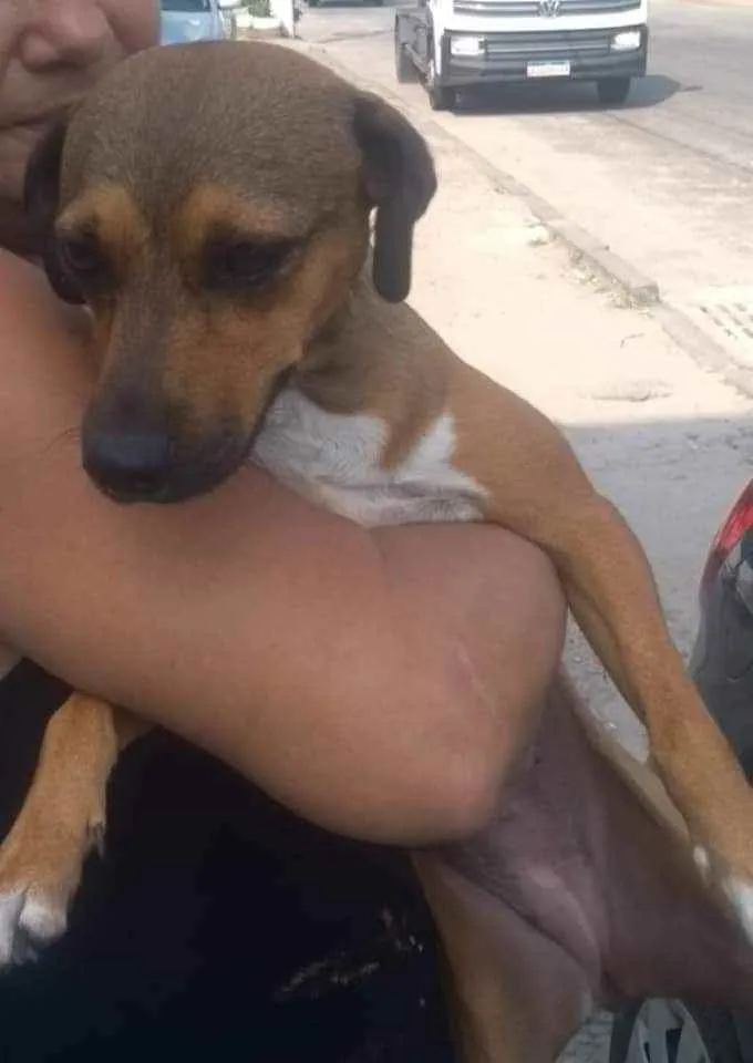 Cachorro ra a SRD idade 2 anos nome Lindinha