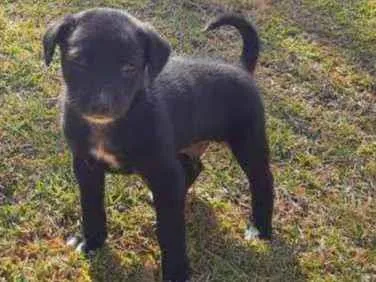 Cachorro raça Sem Raça Definida  idade Abaixo de 2 meses nome Ainda sem nome