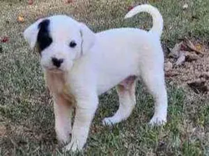 Cachorro raça Sem Raça Definida  idade Abaixo de 2 meses nome Ainda sem nome