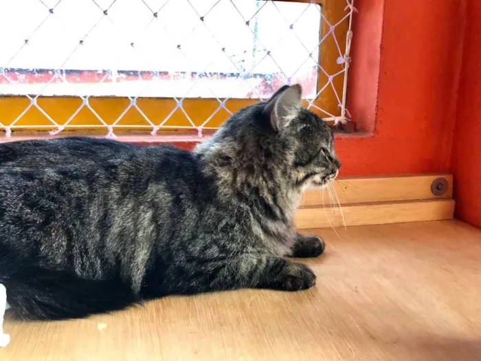 Gato raça Srd idade 1 ano nome Haruki peludinho 