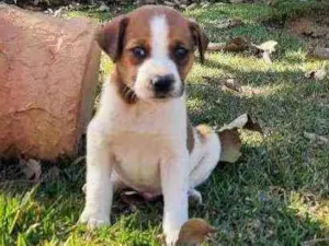 Cachorro raça Sem Raça Definida  idade Abaixo de 2 meses nome Ainda sem nome