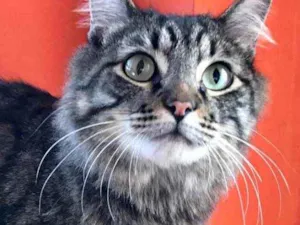 Gato raça Srd idade 1 ano nome Haruki peludinho 