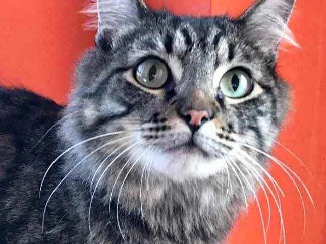 Gato raça Srd idade 1 ano nome Haruki peludinho 