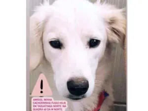 Cachorro raça SRD idade 1 ano nome JADE