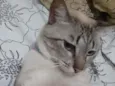 Saphira