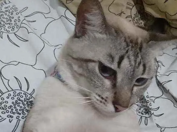 Cachorro raça  idade 4 anos nome Saphira