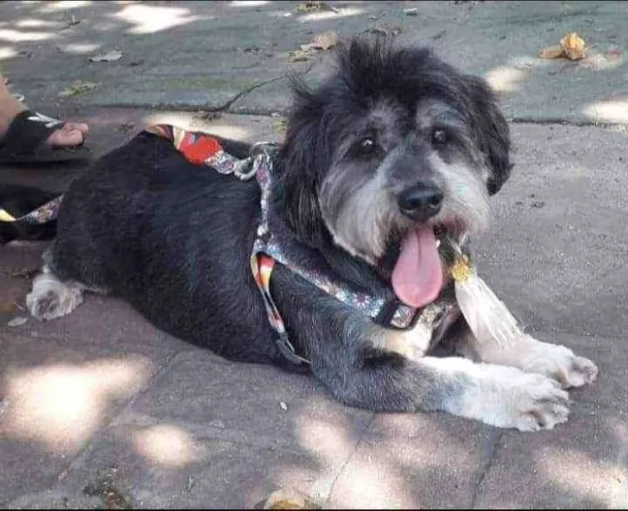 Cachorro ra a SRD idade 6 ou mais anos nome Tufão 