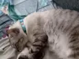 Saphira