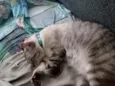 Saphira