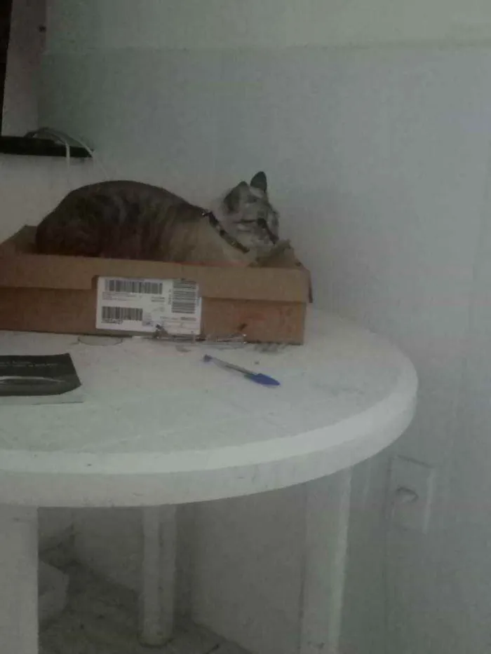 Gato raça  idade 4 anos nome Saphira