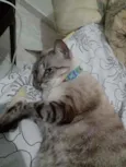 Saphira