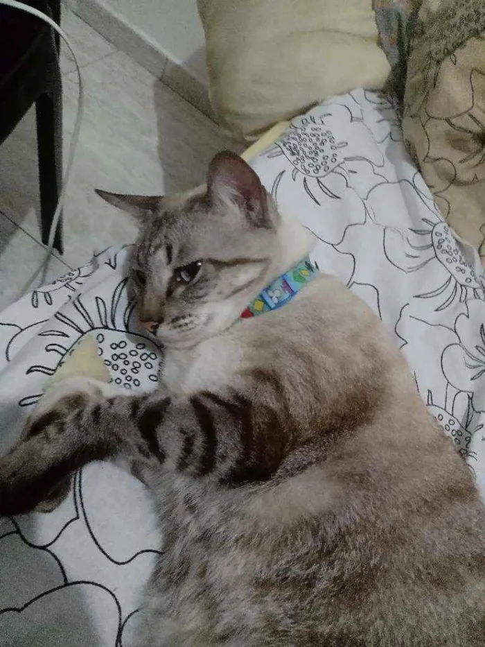 Gato raça  idade 4 anos nome Saphira