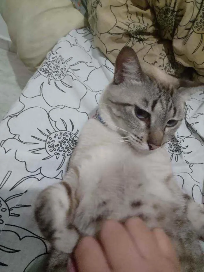 Gato raça  idade 4 anos nome Saphira